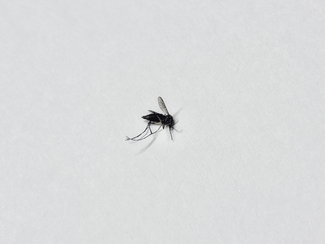 白い背景に倒れている蚊の写真。細長い体と長い足、透明な羽が特徴的です。